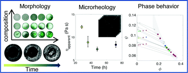 Graphical abstract: High-throughput microscopy to determine morphology, microrheology, and phase boundaries applied to phase separating coacervates