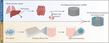 Graphical abstract: Decellularized organ biomatrices facilitate quantifiable in vitro 3D cancer metastasis models