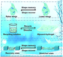Graphical abstract: A transparent glycerol-hydrogel with stimuli-responsive actuation induced unexpectedly at subzero temperatures