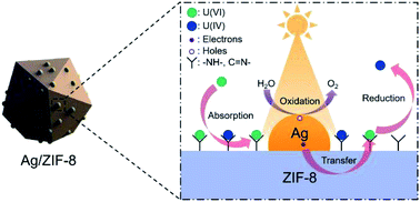 Graphical abstract: Encapsulating Ag nanoparticles into ZIF-8 as an efficient strategy to boost uranium photoreduction without sacrificial agents