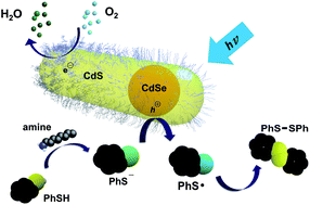 Graphical abstract: Insights into the extraction of photogenerated holes from CdSe/CdS nanorods for oxidative organic catalysis