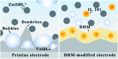 Graphical abstract: Interfacial regulation of dendrite-free zinc anodes through a dynamic hydrophobic molecular membrane