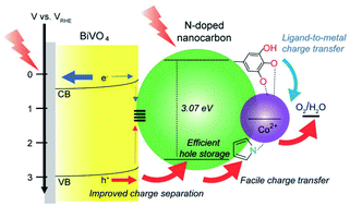 Graphical abstract: Atomically-dispersed cobalt ions on polyphenol-derived nanocarbon layers to improve charge separation, hole storage, and catalytic activity of water-oxidation photoanodes