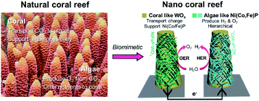 Graphical abstract: Biomimetic 2D-Ni(Co,Fe)P/1D-WOx nanocoral reef electrocatalysts for efficient water splitting