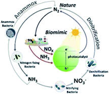 Graphical abstract: Biomimetic photocatalysts for the conversion of aqueous- and gas-phase nitrogen species to molecular nitrogen via denitrification and ammonia oxidation