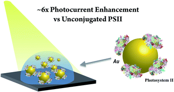 Graphical abstract: Functionalized gold-nanoparticles enhance photosystem II driven photocurrent in a hybrid nano-bio-photoelectrochemical cell