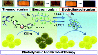 Graphical abstract: Poly(NIPAM-co-thienoviologen) for multi-responsive smart windows and thermo-controlled photodynamic antimicrobial therapy