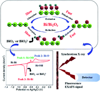 Graphical abstract: Revealing the asymmetric redox dynamics of a porous bismuth anode in an efficient Ni//Bi battery