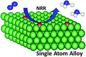 Graphical abstract: Computational screening of single-atom alloys TM@Ru(0001) for enhanced electrochemical nitrogen reduction reaction