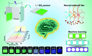 Graphical abstract: An electrodeposited nano-porous and neural network-like Ln@HOF film for SO2 gas quantitative detection via fluorescent sensing and machine learning