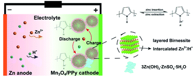 Graphical abstract: Alleviated Mn2+ dissolution drives long-term cycling stability in ultrafine Mn3O4/PPy core–shell nanodots for zinc-ion batteries