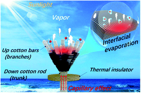 Graphical abstract: A bioinspired 3D solar evaporator with balanced water supply and evaporation for highly efficient photothermal steam generation