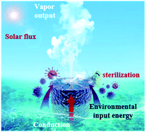 Graphical abstract: Manipulating a vertical temperature-gradient of Fe@Enteromorpha/graphene aerogel to enhanced solar evaporation and sterilization