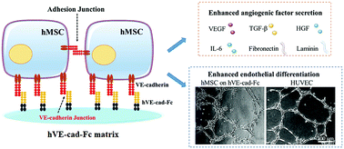 Graphical abstract: VE-cadherin-based matrix promoting the self-reconstruction of pro-vascularization microenvironments and endothelial differentiation of human mesenchymal stem cells