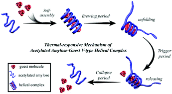 Graphical abstract: Molecular simulation, characteristics and mechanism of thermal-responsive acetylated amylose V-type helical complexes