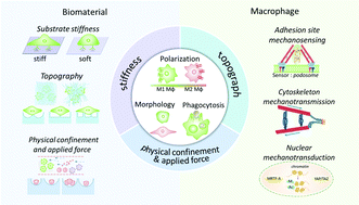 Graphical abstract: Biomaterial-based physical regulation of macrophage behaviour