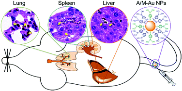 Graphical abstract: Evaluation of the in vivo behavior of antibacterial gold nanoparticles for potential biomedical applications