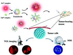 Graphical abstract: Bioconjugates of versatile β-diketonate–lanthanide complexes as probes for time-gated luminescence and magnetic resonance imaging of cancer cells in vitro and in vivo