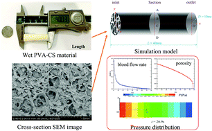 Graphical abstract: Blood-clotting model and simulation analysis of polyvinyl alcohol–chitosan composite hemostatic materials