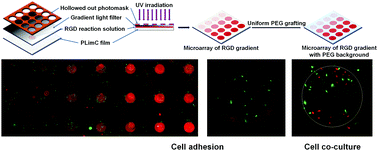 Graphical abstract: Rapid build-up of high-throughput screening microarrays with biochemistry gradients via light-induced thiol–ene “click” chemistry