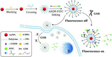Graphical abstract: A sensitive and rapid detection of glutathione based on a fluorescence-enhanced “turn-on” strategy