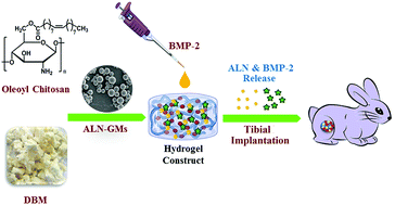 Graphical abstract: Microsphere embedded hydrogel construct – binary delivery of alendronate and BMP-2 for superior bone regeneration