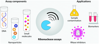 Graphical abstract: DNA-based ribonuclease detection assays