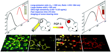 Graphical abstract: A ratiometric fluorescent sensor for rapid detection of the pyroglutamate aminopeptidase-1 in mouse tumors