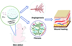 Graphical abstract: Gelatin methacryloyl hydrogels functionalized with endothelin-1 for angiogenesis and full-thickness wound healing