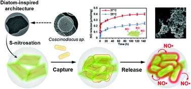 Graphical abstract: Diatom-inspired 2D nitric oxide releasing anti-infective porous nanofrustules