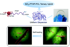 Graphical abstract: Structural control of self-healing silica–poly(tetrahydropyran)–poly(ε-caprolactone) hybrids
