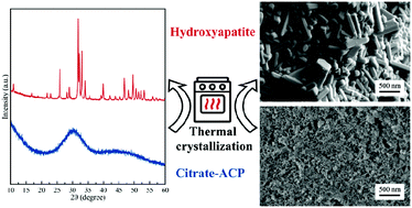 Graphical abstract: Thermal crystallization of amorphous calcium phosphate combined with citrate and fluoride doping: a novel route to produce hydroxyapatite bioceramics
