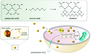 Graphical abstract: Poly(acrylic acid)-mediated synthesis of cerium oxide nanoparticles with variable oxidation states and their effect on regulating the intracellular ROS level
