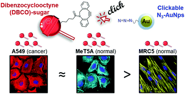 Graphical abstract: Understanding selectivity of metabolic labelling and click-targeting in multicellular environments as a route to tissue selective drug delivery