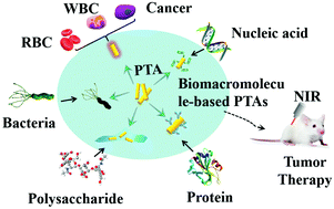 Graphical abstract: Biomacromolecule-based photo-thermal agents for tumor treatment