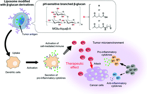 Graphical abstract: pH-Sensitive branched β-glucan-modified liposomes for activation of antigen presenting cells and induction of antitumor immunity