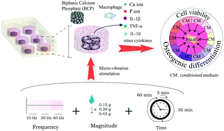 Graphical abstract: The role of micro-vibration parameters in inflammatory responses of macrophages cultured on biphasic calcium phosphate ceramics and the resultant influence on osteogenic differentiation of mesenchymal stem cells