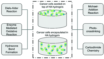 Graphical abstract: Hyaluronic acid-based hydrogels to study cancer cell behaviors