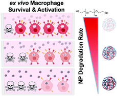 Graphical abstract: Hydrogel nanoparticle degradation influences the activation and survival of primary macrophages