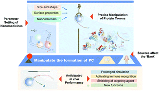 Graphical abstract: Interplay between nanomedicine and protein corona
