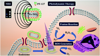 Graphical abstract: Facile synthesis of biocompatible magnetic titania nanorods for T1-magnetic resonance imaging and enhanced phototherapy of cancers