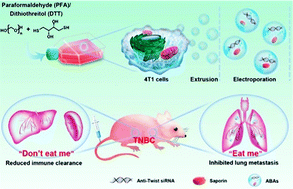 Graphical abstract: “Don’t eat me/eat me”-combined apoptotic body analogues for efficient targeted therapy of triple-negative breast cancer
