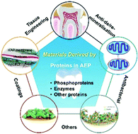 Graphical abstract: Functional biomedical materials derived from proteins in the acquired salivary pellicle