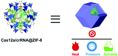 Graphical abstract: A robust CRISPR–Cas12a biosensor coated with metal–organic framework
