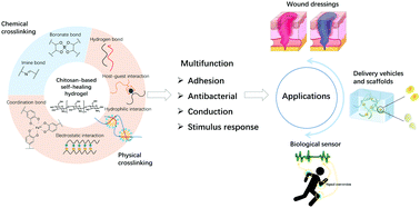 Graphical abstract: Advances in multifunctional chitosan-based self-healing hydrogels for biomedical applications
