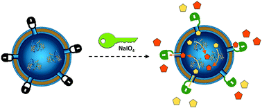 Graphical abstract: Membrane protein channels equipped with a cleavable linker for inducing catalysis inside nanocompartments