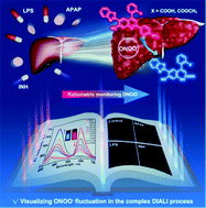 Graphical abstract: A highly selective ratiometric molecular probe for imaging peroxynitrite during drug-induced acute liver injury