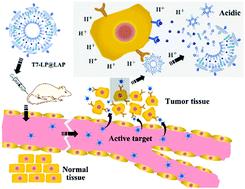 Graphical abstract: A pH-sensitive T7 peptide-decorated liposome system for HER2 inhibitor extracellular delivery: an application for the efficient suppression of HER2+ breast cancer