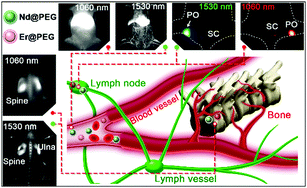 Graphical abstract: Synergistic strategy of rare-earth doped nanoparticles for NIR-II biomedical imaging