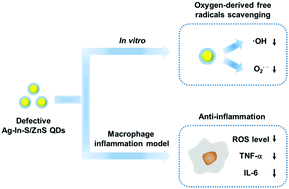 Graphical abstract: Defective Ag–In–S/ZnS quantum dots: an oxygen-derived free radical scavenger for mitigating macrophage inflammation